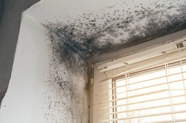 Affordable Crawl Space Mold Removal solutions in Burlington, WA